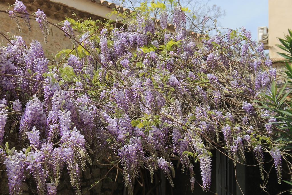 La Rose Bed and Breakfast Saint-Gervasy Εξωτερικό φωτογραφία